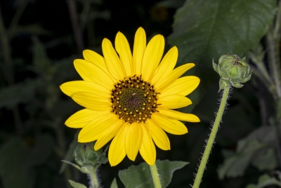 Texas Sunflower 2020